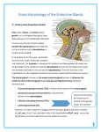 Gross Morphology of the Endocrine Glands