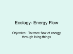 Ecology- Energy Flow