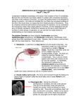 2006S Bio153 Lab 8: Comparative Vertebrate Morphology Aug 8th