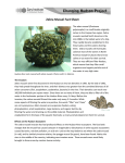 Zebra Mussel Fact Sheet - Cary Institute of Ecosystem Studies