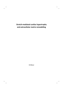 Stretch-mediated cardiac hypertrophy and extracellular matrix