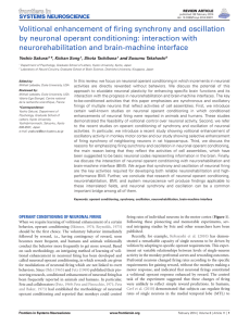 Volitional enhancement of firing synchrony and oscillation by