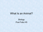 What is an animal? Part 1
