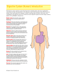 Digestive System (Human): Introduction