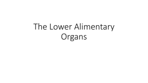 The Lower Alimentary Organs