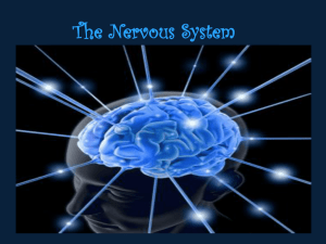 The Nervous System