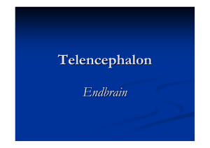 Telencephalon