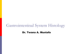 Gastrointestinal System