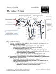 Urinary System - VCC Library - Vancouver Community College