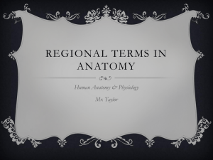 Regional Terms in Anatomy