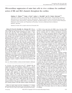 Olivocochlear suppression of outer hair cells in vivo