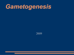Gametes – reproductive cells