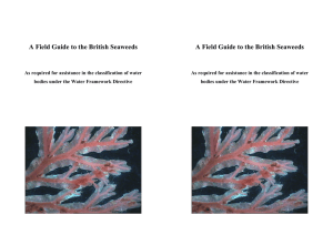 s A Field Guide to the British Seaweeds