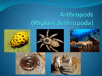 Arthropods (Phylum Arthropoda)