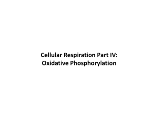 Cellular Respiration Part IV: Oxidative Phosphorylation