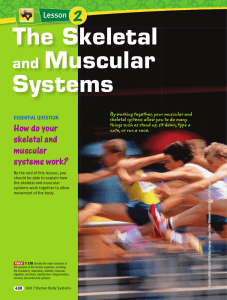 The Skeletal and Muscular Systems