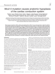 Nkx2-5 mutation causes anatomic hypoplasia of the cardiac