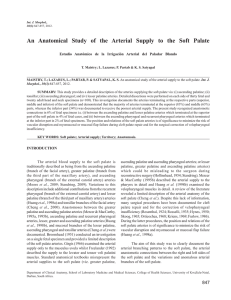 An Anatomical Study of the Arterial Supply to the Soft Palate