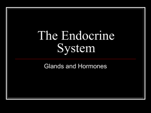 The Endocrine System - Valhalla High School