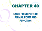 chapter 40 basic principles of animal form and function