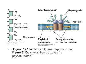 anaerobic respiration