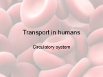 Transport in humans