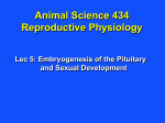 Embryogenesis of the pituitary gland, sexual differentiation of the