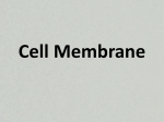 CH- 7.3 Cell Membrane