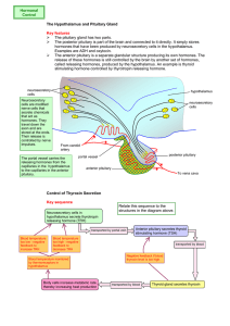 The Hypothalamus and Pituitary Gland Key features The pituitary