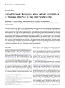 Cortical Connectivity Suggests a Role in Limb