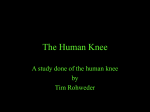 The Human Knee
