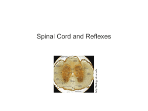 spinal cord and reflexes, 030217