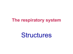 Respiratory System PPT File