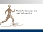Muscular Leverage and Arthrokinematics