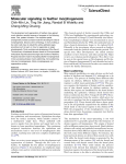 Molecular signaling in feather morphogenesis