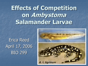 Effects of Competition on Ambystoma Salamander Larvae