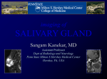 salivary gland