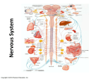 Nervous System