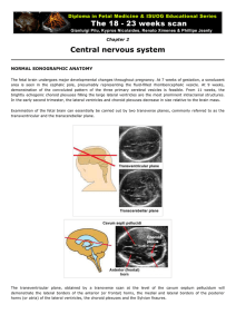 3. Centro nervous system