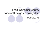 Food Webs and energy transfer through an ecosystem