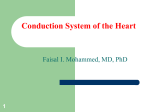 Conduction of the Heart slides