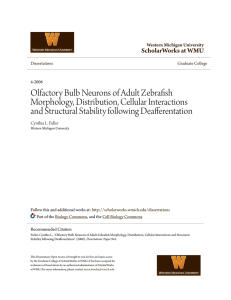 Olfactory Bulb Neurons of Adult Zebrafish Morphology, Distribution