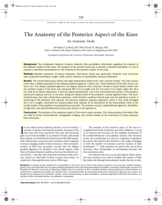 The Anatomy of the Posterior Aspect of the Knee. An Anatomic Study