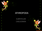 ATHROPODA