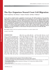 The eye organizes neural crest cell migration