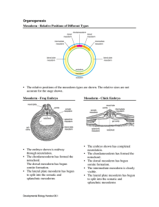 Organogenesis Mesoderm - Relative Positions of Different Types