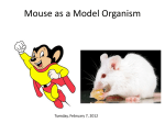 Techniques in Mouse