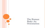The Human Body An Orientation 1