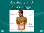 Anatomy and Physiology ANATOMY AND PHYSIOLOGY