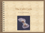 cell cycle - Life Science
